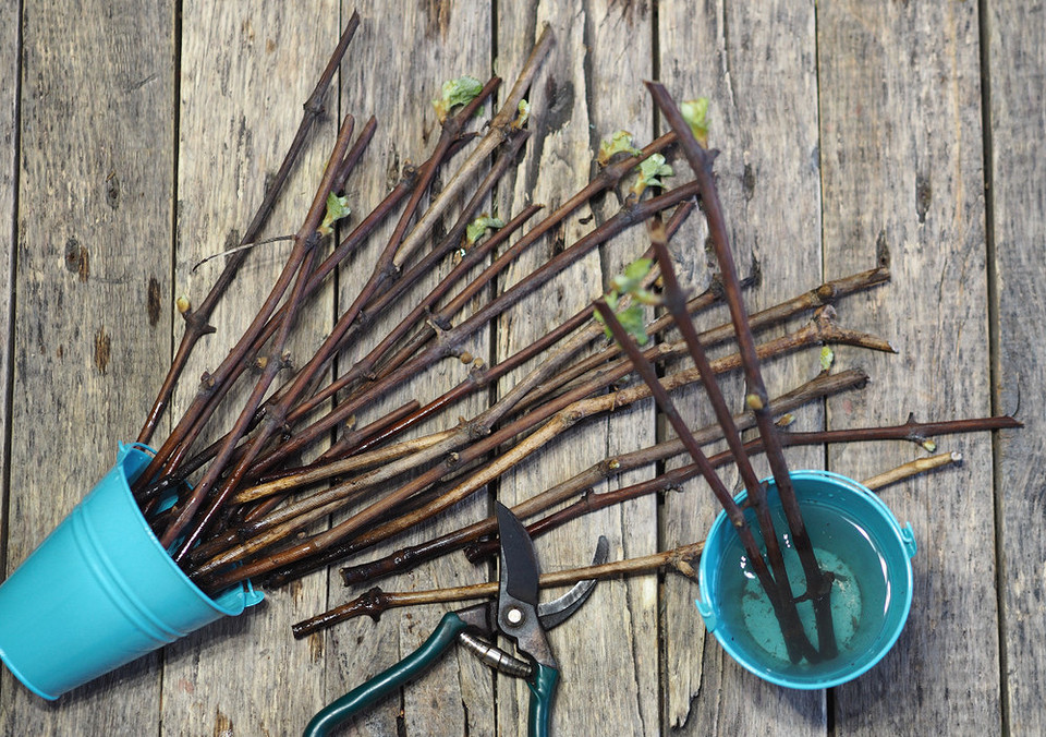 Посадка винограду восени: інструкція з посадки саджанців винограду для гарного врожаю