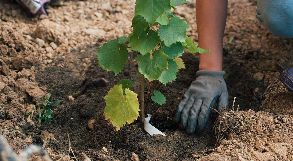 Осіння посадка винограду: інструкція, вибір саджанців та ідеального місця для гарного врожаю.