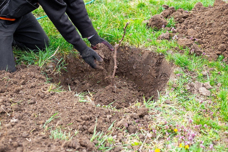 Догляд за саджанцями винограду після посадки: захист від морозів та шкідників