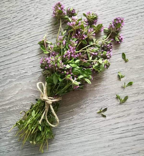 Збір чебрецю: основні правила та корисні поради щодо правильної заготівлі трави