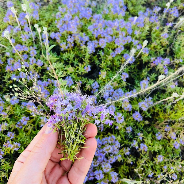 Збір чебрецю в природі: свіжі гілочки чебрецю готові для приготування ароматного чаю