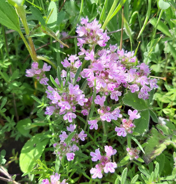 Сушка чебрецю: процес висушування чебрецю для використання в кулінарії та медицині.