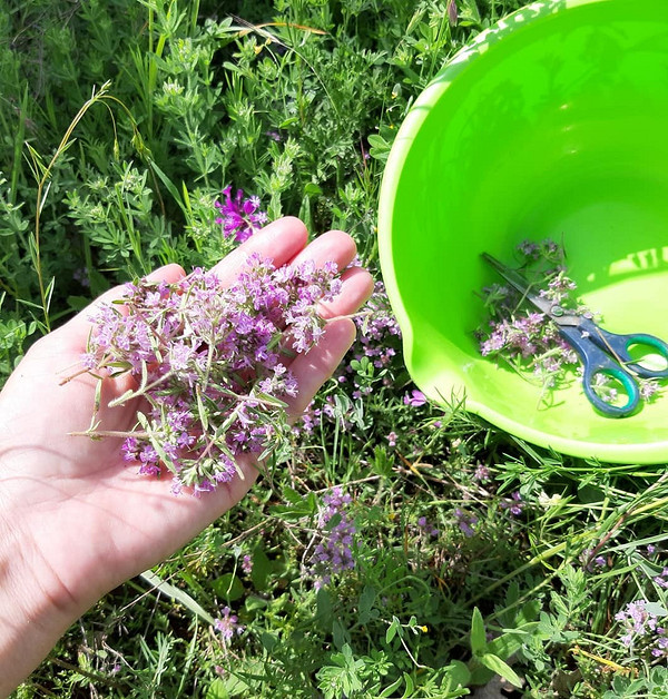 Підготовка чебрецю до сушки: розкладені гілочки чебрецю для оптимальної циркуляції повітря