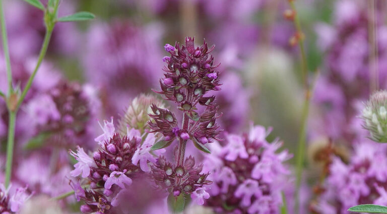 Заготівля чебрецю: поради експерта зі збору, сушіння та зберігання. — Заготівля чебрецю на зиму