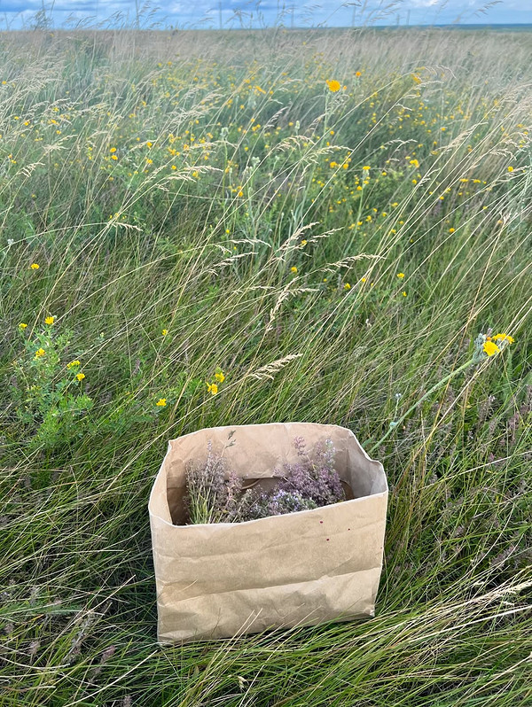 Збір чебрецю для чаю: процес висушування чебрецю для збереження корисних властивостей