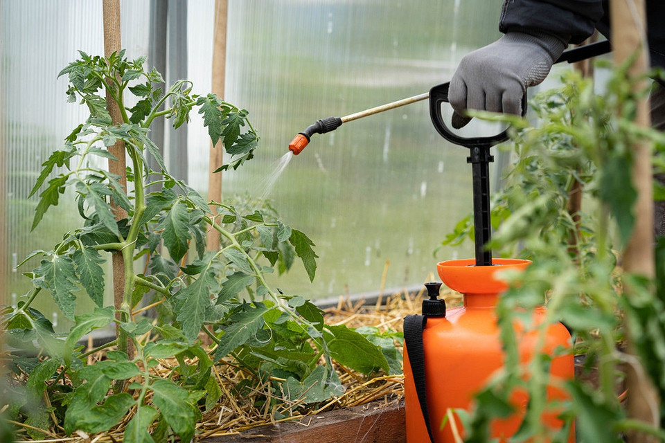 Народні методи лікування кладоспоріозу томатів у теплиці. Екологічний захист томатів.