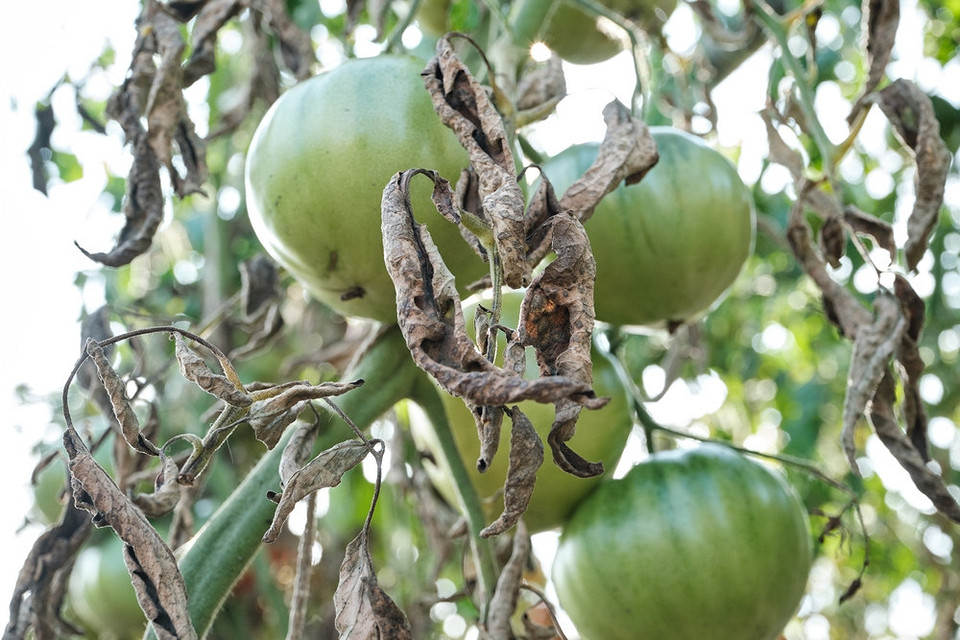 Прогресуючий кладоспоріоз на стеблі томата в теплиці. Необхідне лікування томатів.