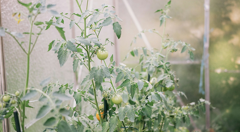 Кладоспоріоз томатів: уражені листки з оливковими плямами в теплиці. Хвороби томатів та захист.