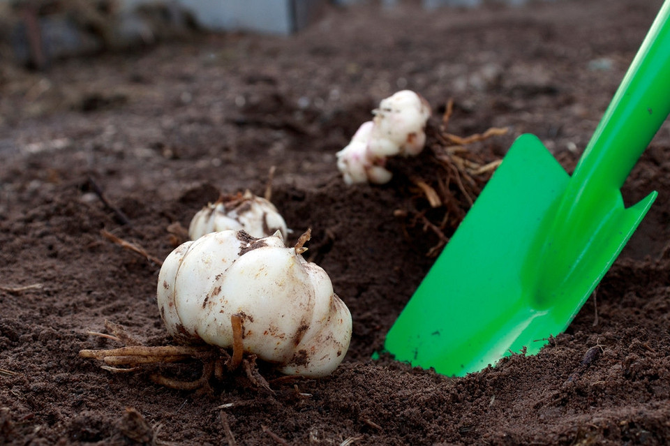 Пересадка лілій восени: поради щодо термінів для різних регіонів України, осінні роботи в саду.