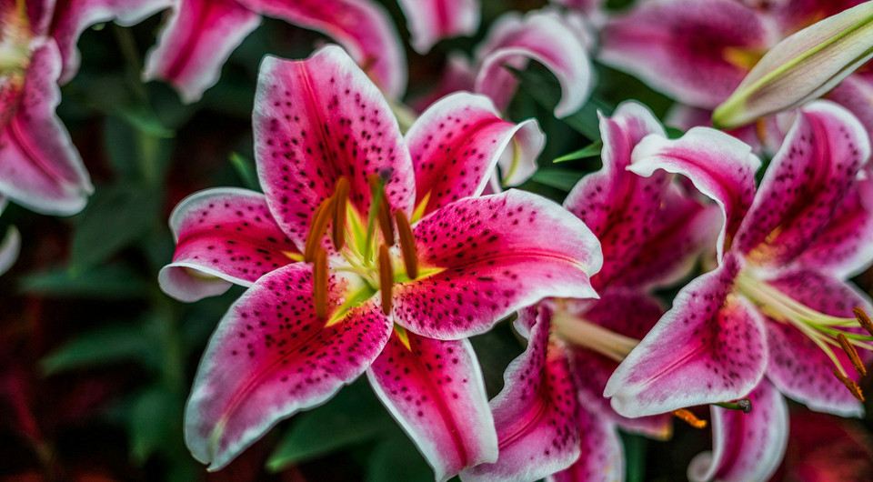 Осіння пересадка лілій: вибір оптимального терміну для різних регіонів України, цибулини лілій