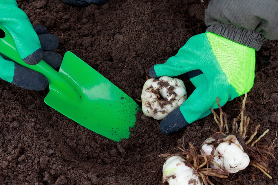 Пересадка лілій восени: експертні поради для садівників щодо догляду за цибулинами для рясного цвітіння.