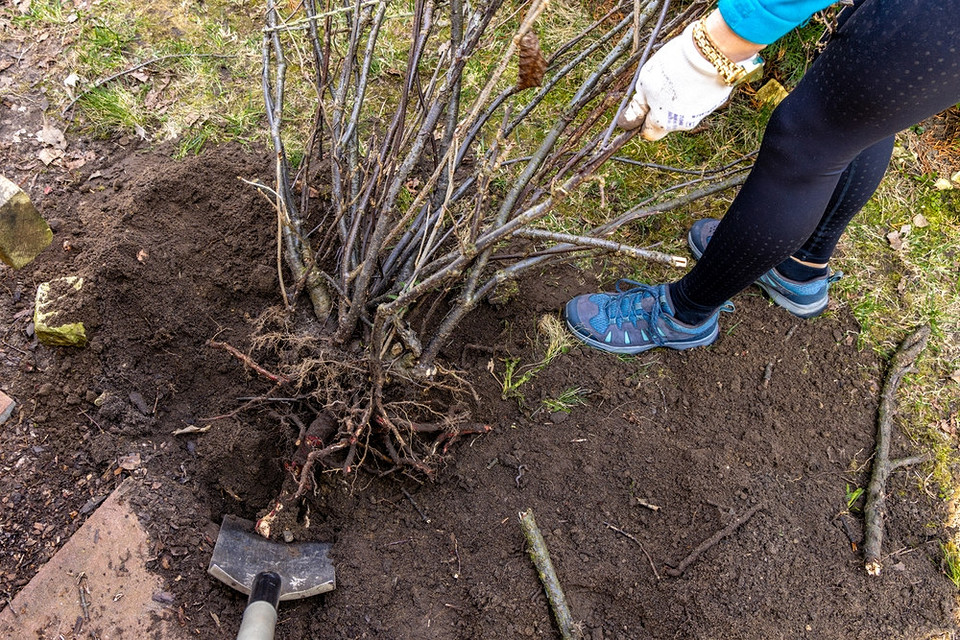 Догляд за смородиною після пересадки восени: полив, мульчування та підготовка до зими