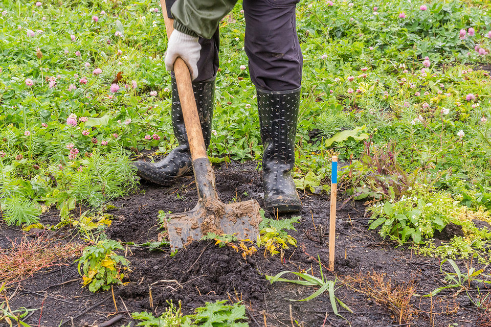 Як правильно пересадити смородину восени: покрокова інструкція з посадки