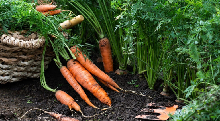 Коли збирати моркву для тривалого зберігання: поради українським городникам — Коли збирати моркву