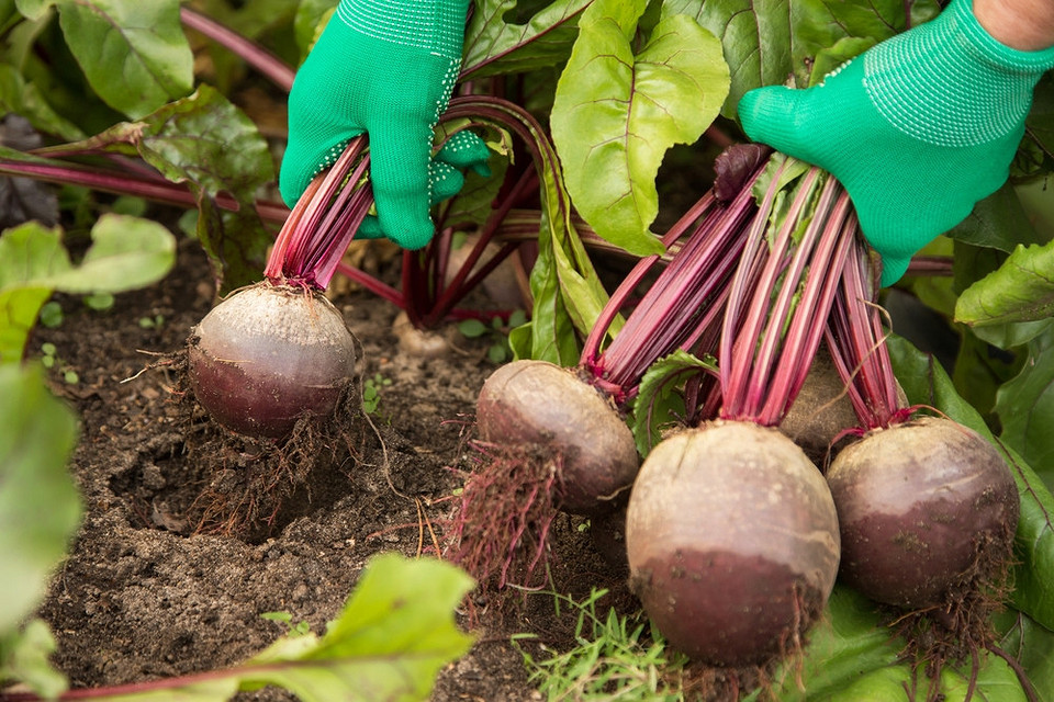 Сорти буряка для зберігання: як обрати найкращий сорт та коли збирати.