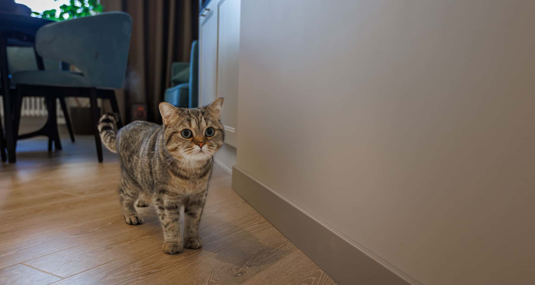 Дизайн інтер'єру квартири після ремонту: світлі стіни, дерев'яна підлога, сучасне освітлення.