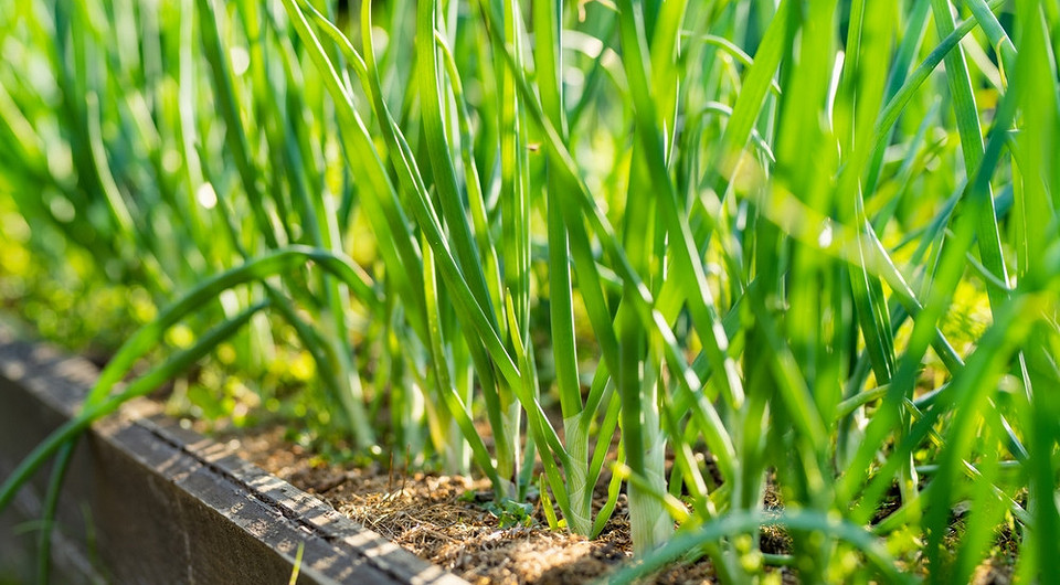 Зелені стебла цибулі-батуна ростуть на грядці, готові до збору, вирощування на дачі.