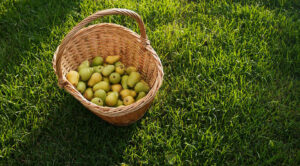 Місячний календар садівника: поради для багатого врожаю у вересні 2025 року. — місячний календар садівника вересень 2025