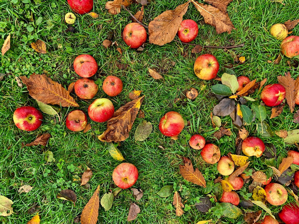 Компостування яблук: поради щодо правильного використання та уникнення проблем