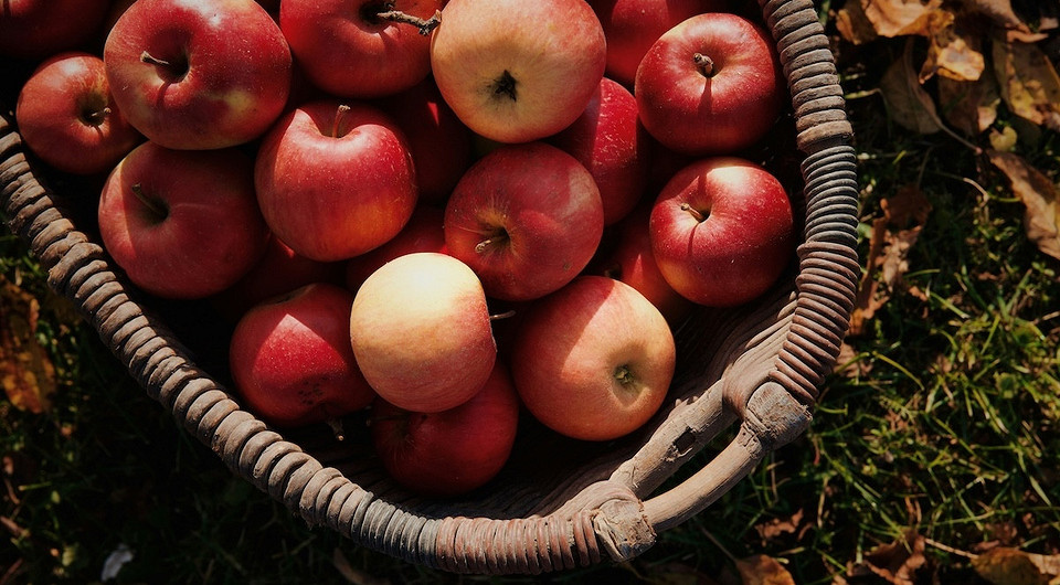 Яблука в компостній ямі: переробка опалих яблук на корисне добриво