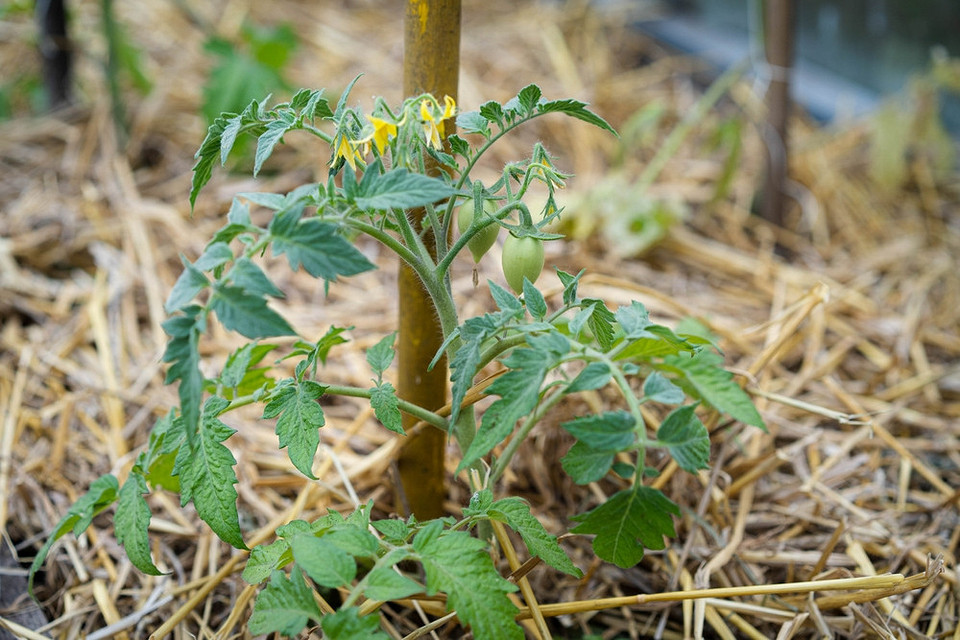 Переваги мульчування помідорів: здоровий ріст, менше поливу, більший урожай