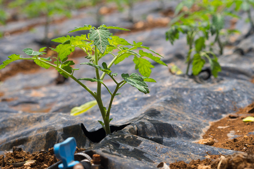 Мульчування помідорів скошеною травою: природний спосіб збагачення ґрунту азотом