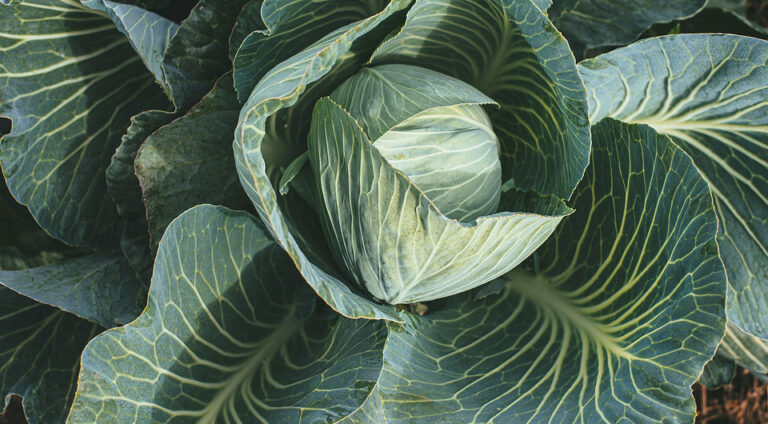 Чи потрібно обривати нижнє листя капусти: поради для щедрого врожаю — Обривання листя капусти