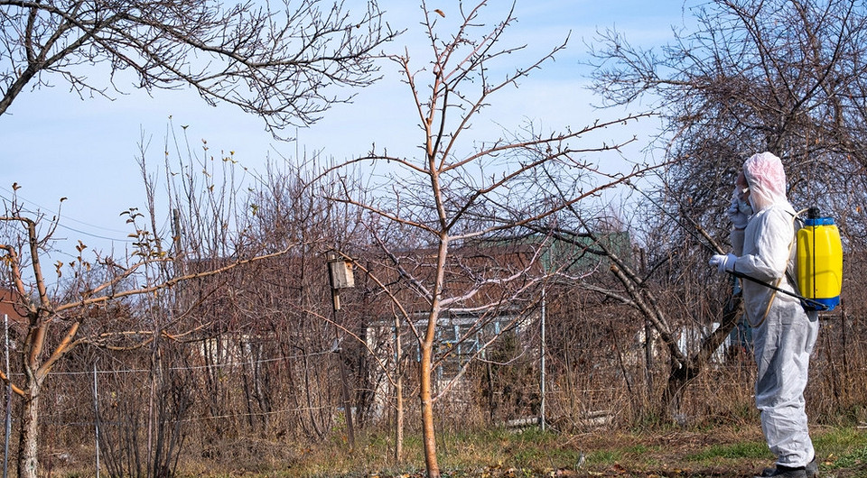 Осіннє обприскування саду залізним купоросом: захист дерев від шкідників та хвороб.