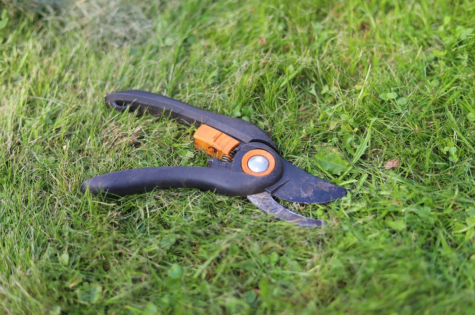 Покрокова інструкція з обрізки жимолості восени: видалення сухих, пошкоджених та перехрещених гілок.