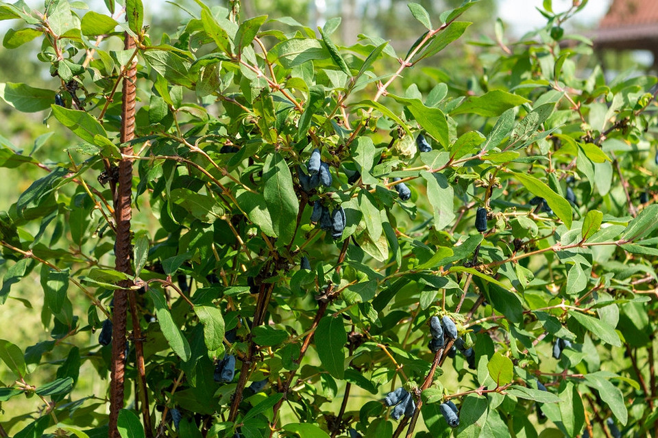 Осіння обрізка куща жимолості: видалення старих пагонів для забезпечення здорового росту і врожаю.