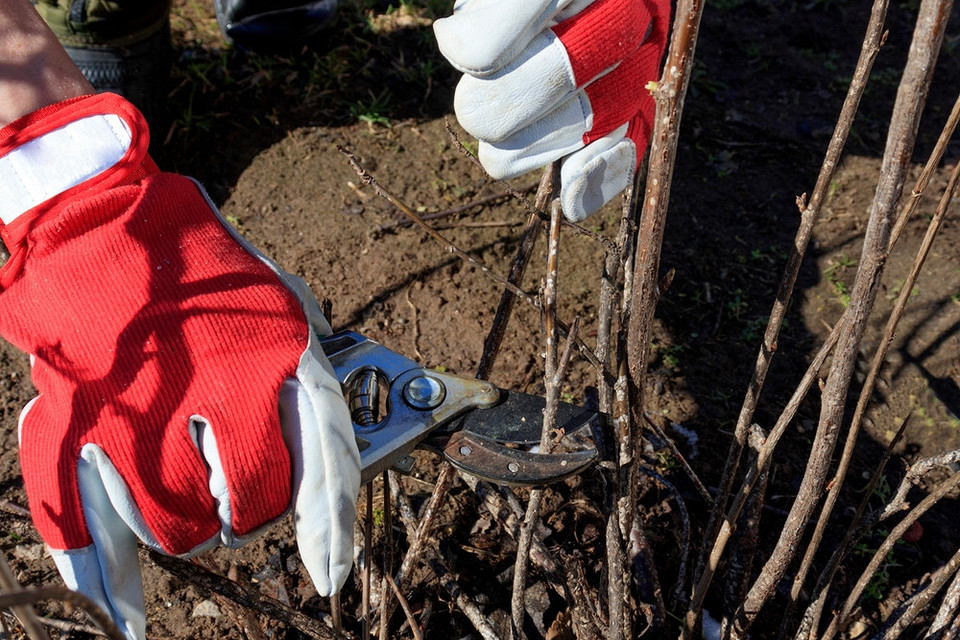 Догляд за жимолостю восени: підготовка до зими та обрізка для стимулювання росту весною.