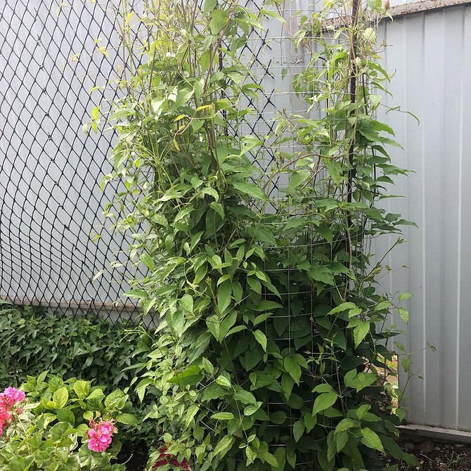 Ідеї для садових конструкцій: опора для клематиса, зроблена своїми руками