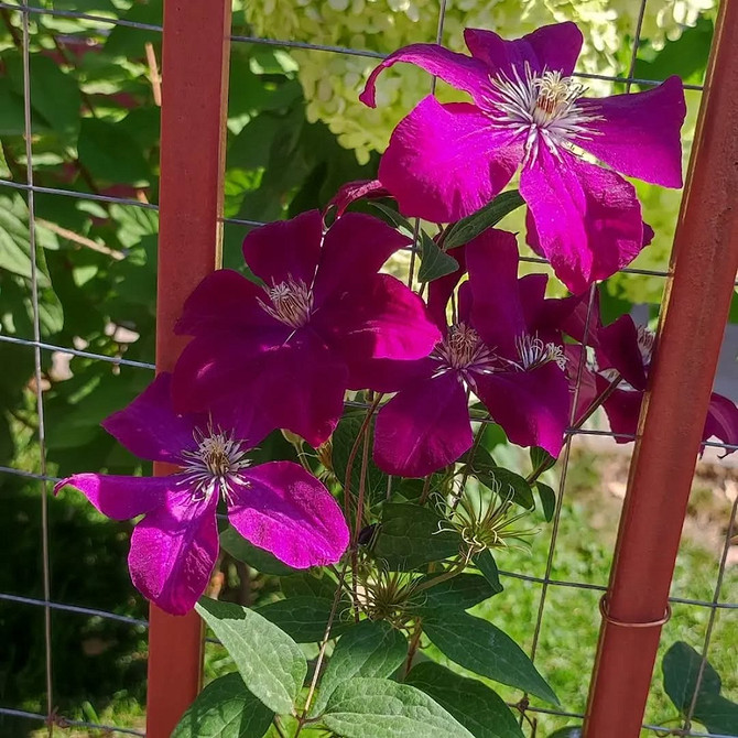 Процес створення опори для клематису своїми руками, необхідні інструменти та матеріали.