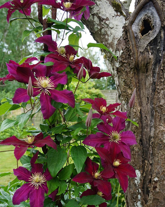 Оригінальна опора для клематиса, зроблена власноруч: ідеї для творчості в саду.