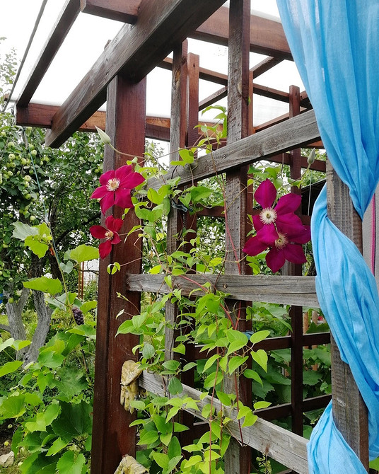 Оригінальна садова опора для клематиса, зроблена своїми руками, підтримка для рослин.