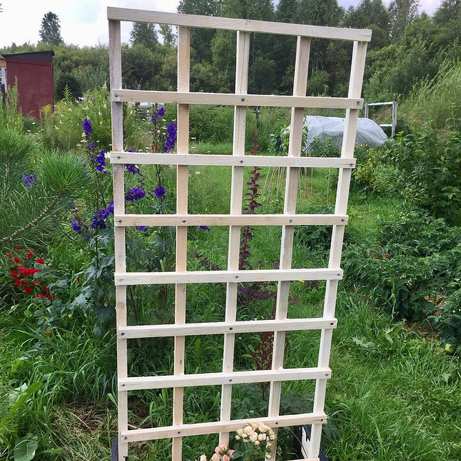 Металева шпалера для клематиса, встановлена в саду для підтримки рослини.