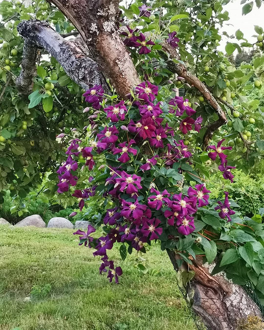 Приклад саморобної опори для клематиса: цікавий дизайн для підтримки рослини.