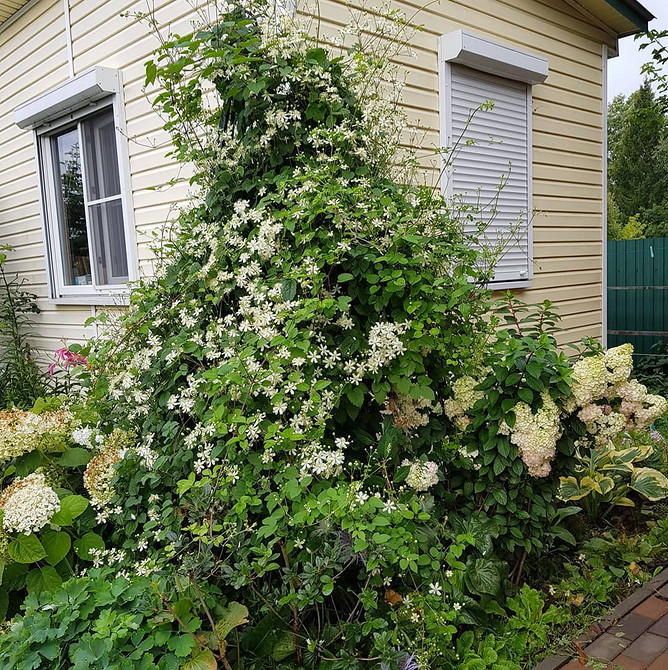 Фотографія готової опори для клематиса, зробленої своїми руками: натхнення для саду.