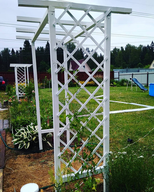 Креативна опора для клематиса, зроблена своїми руками, з використанням старої драбини.