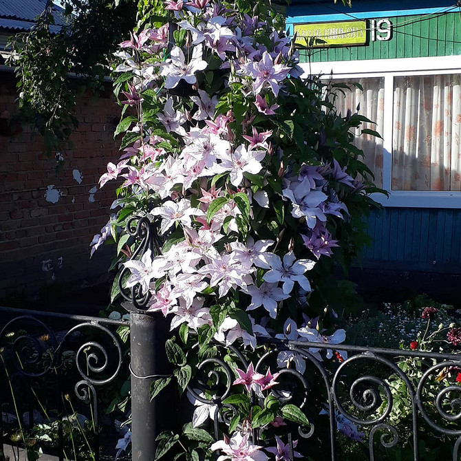 Варіант опори для клематиса, який можна зробити своїми руками вдома.