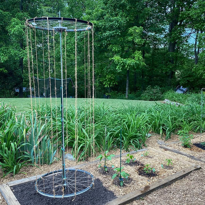 Опора для клематиса своїми руками з бамбука в садовому дизайні