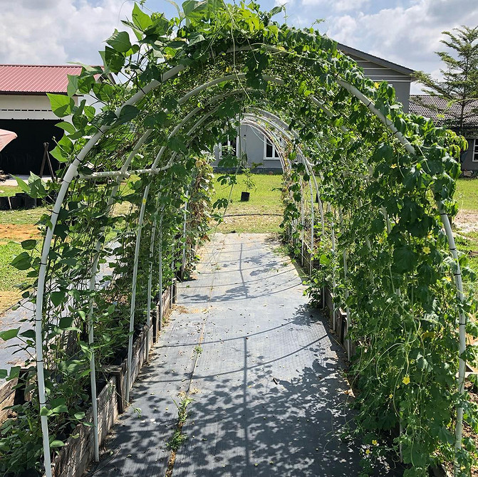 Саморобна опора для клематиса з використанням дерева та мотузок, інструкція.