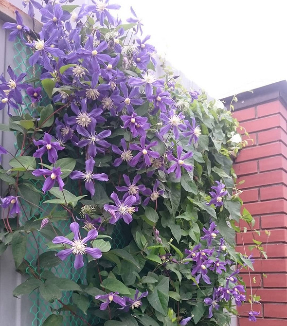 Дерев'яна опора для клематиса, зроблена своїми руками, з інструкціями та ідеями для саду.