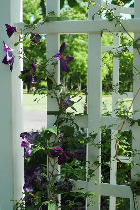 Проста конструкція опори для клематиса з дерев'яних рейок, зроблена своїми руками.