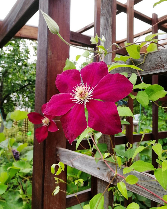 Готова опора для клематису, встановлена в саду, догляд за клематисом.
