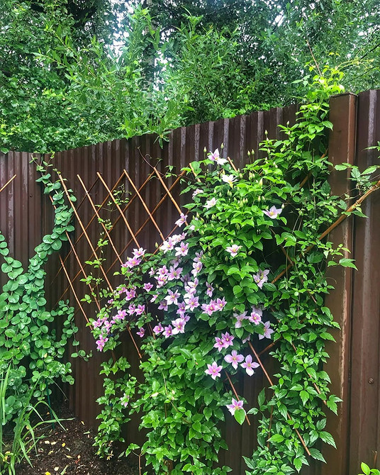 Інструкції та фотографії для створення опори для клематиса своїми руками.
