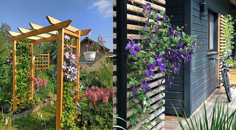 Клематис на опорі, зроблена своїми руками: красива садова конструкція для підтримки ліани.