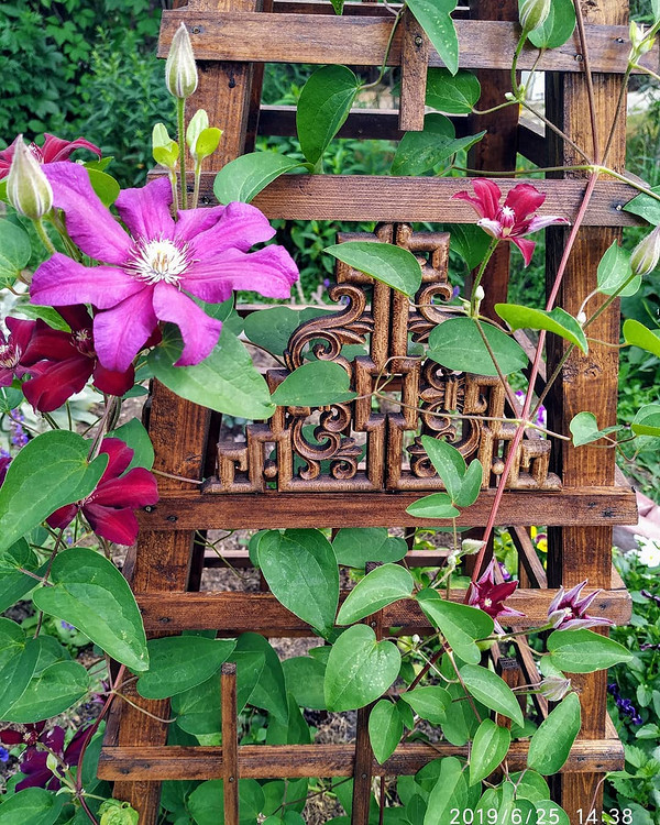 Варіанти опор для клематису, зроблених своїми руками з різних матеріалів, садові конструкції.