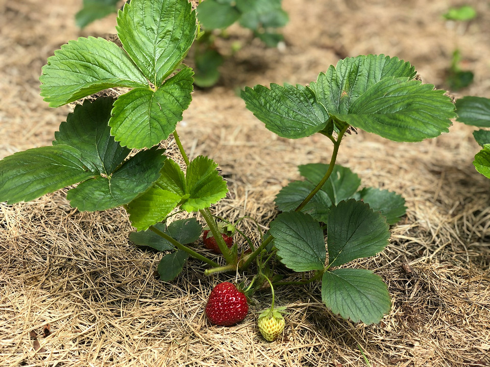Підготовка полуниці до зими: осіннє обрізування листя для захисту від хвороб.