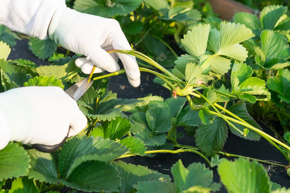 Догляд за полуницею восени: обрізка вусів для збільшення врожайності майбутнього року.